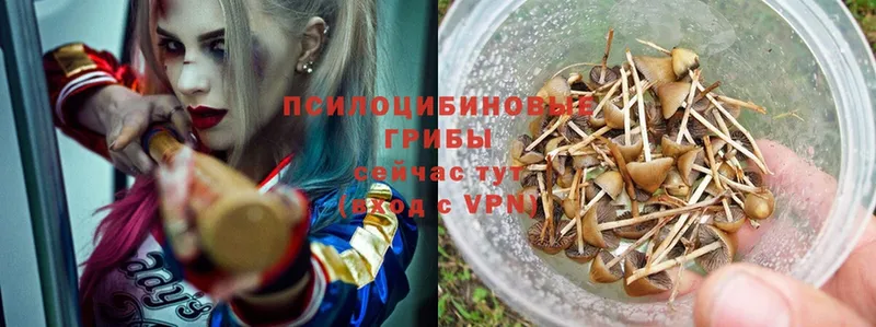 Псилоцибиновые грибы Psilocybe  Новоалтайск 